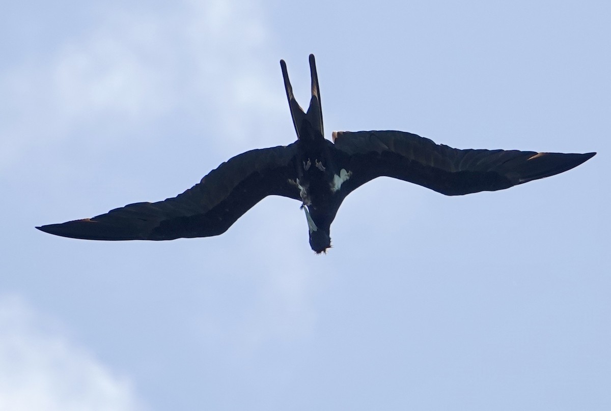 Lesser Frigatebird - ML644676094