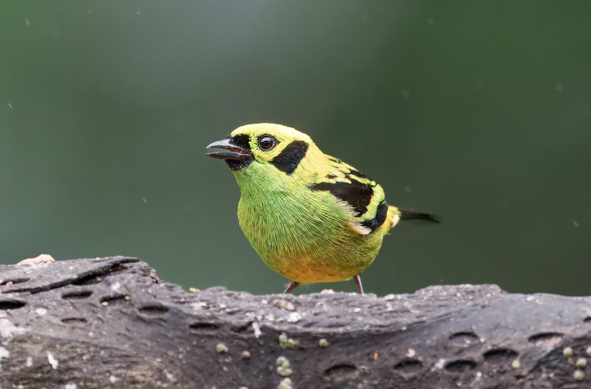 Emerald Tanager - ML644676095