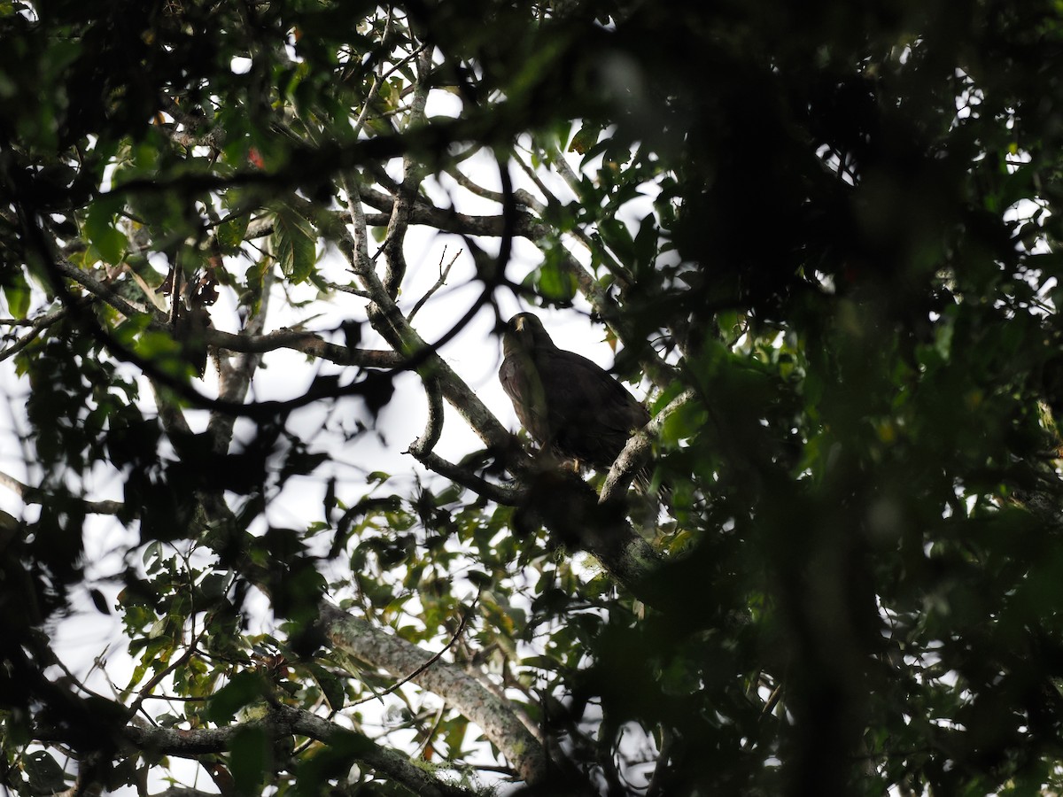 Zone-tailed Hawk - ML644676100