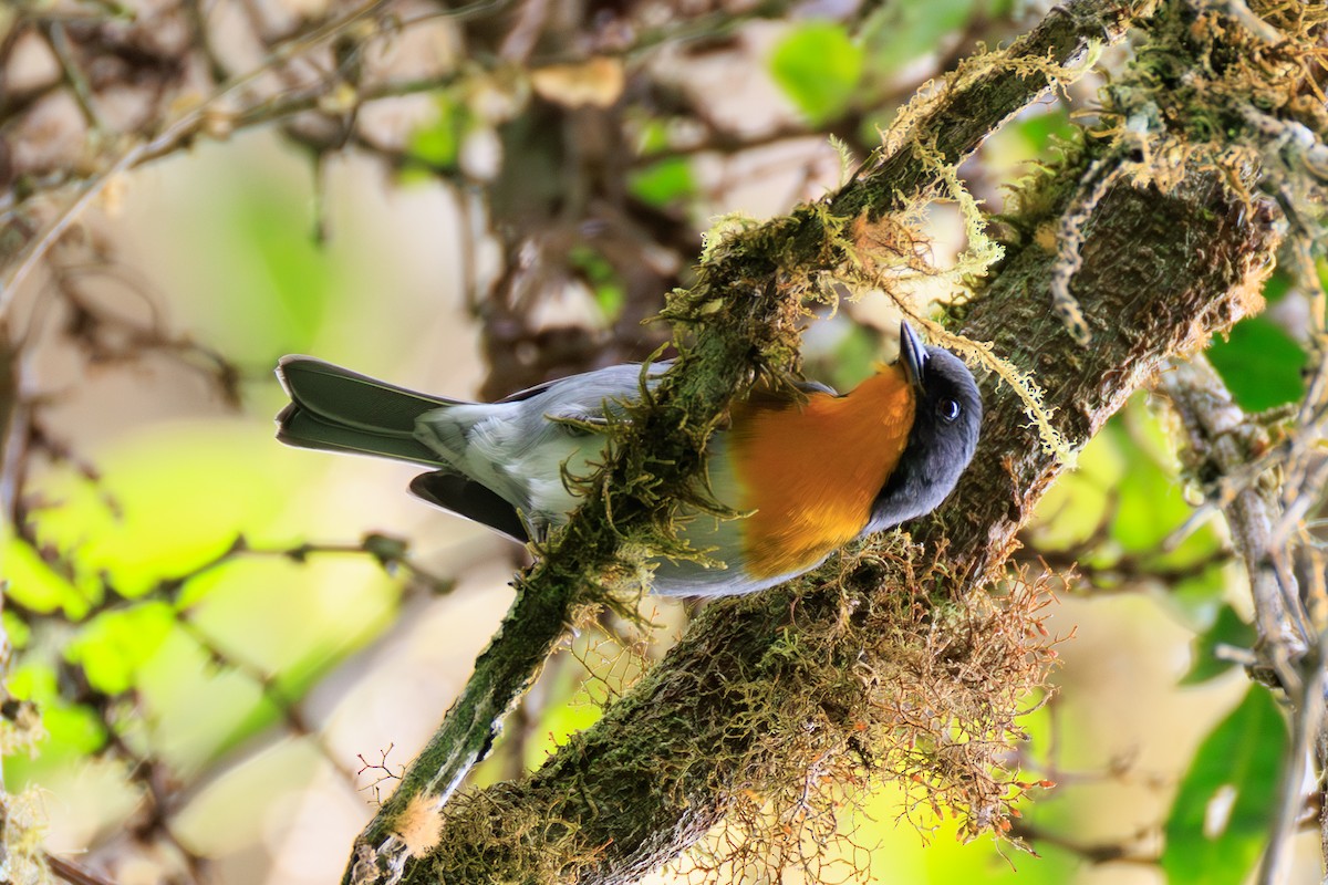 Flame-throated Warbler - ML644676101
