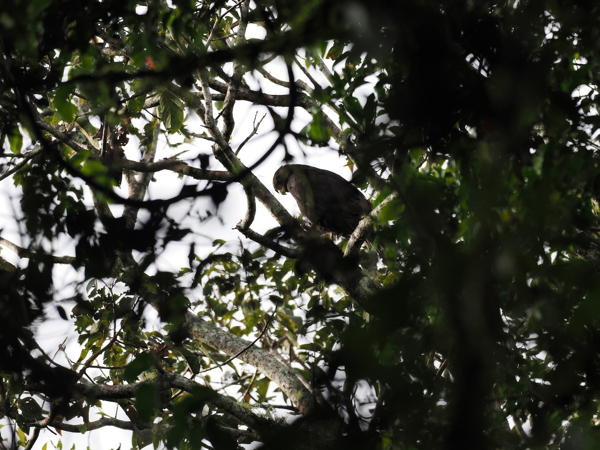 Zone-tailed Hawk - ML644676102