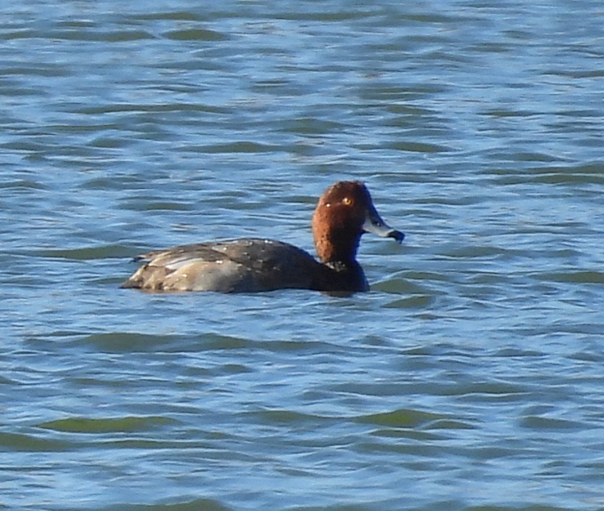 Redhead - ML644676103