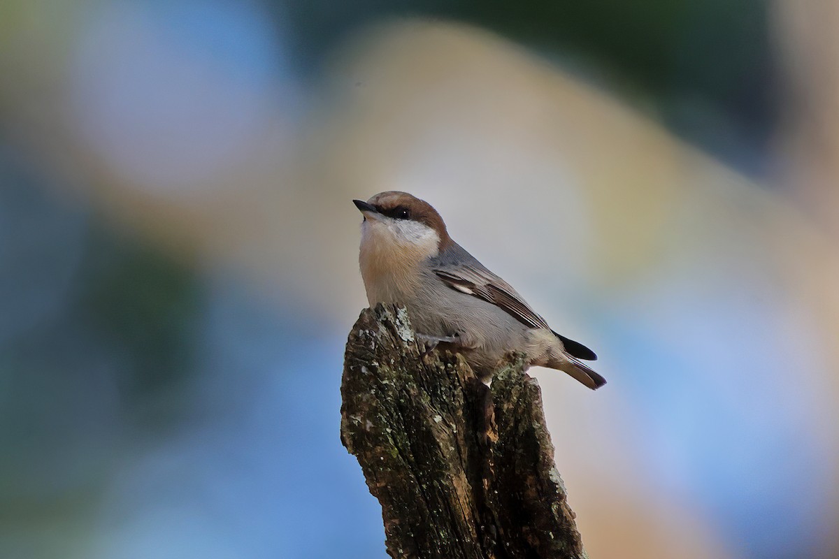 Brown-headed Nuthatch - ML644676104