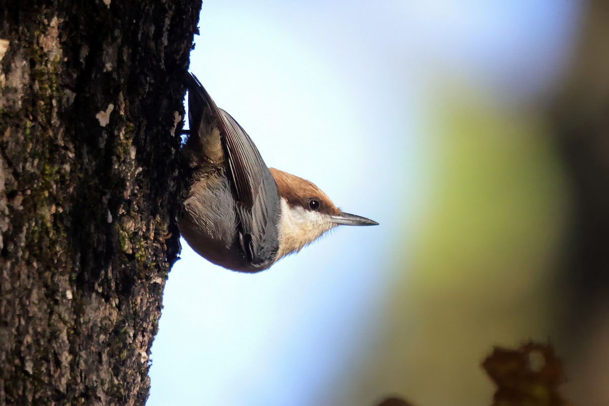 Brown-headed Nuthatch - ML644676105