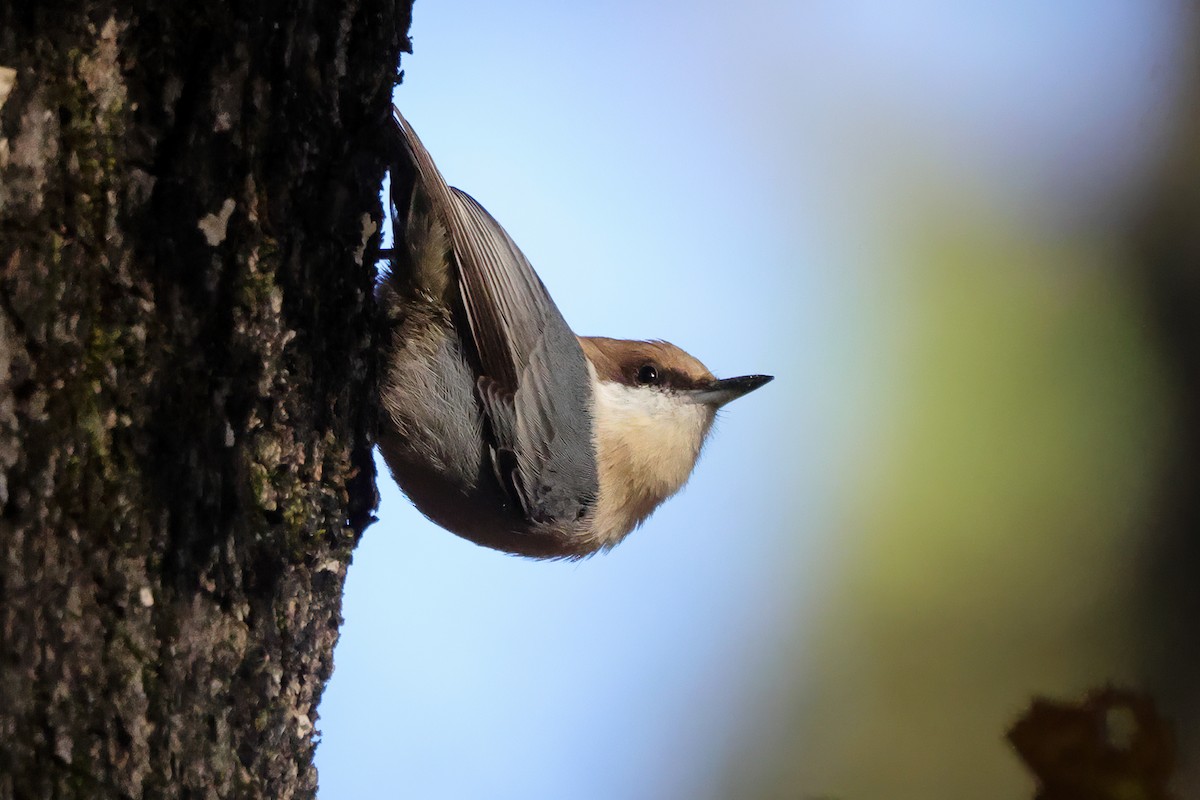 Brown-headed Nuthatch - ML644676106