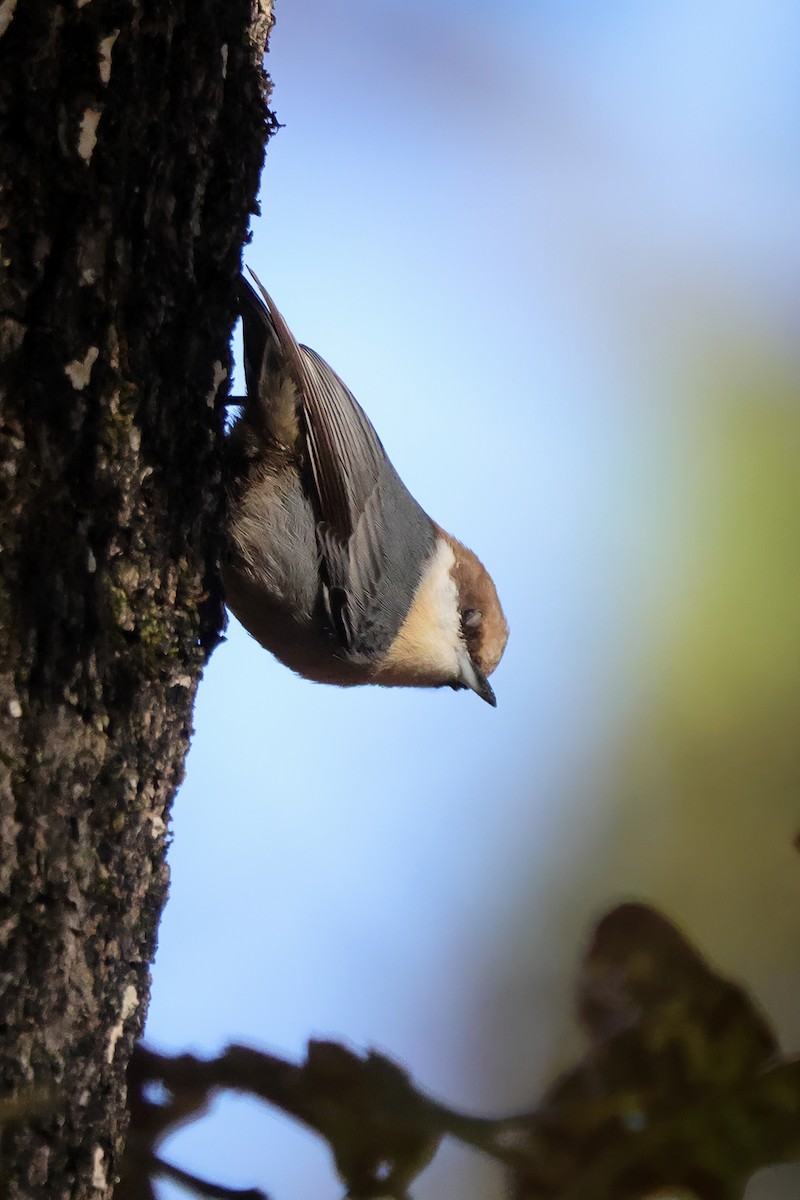 Brown-headed Nuthatch - ML644676107