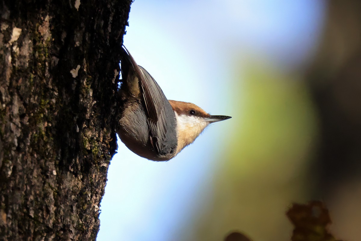 Brown-headed Nuthatch - ML644676108