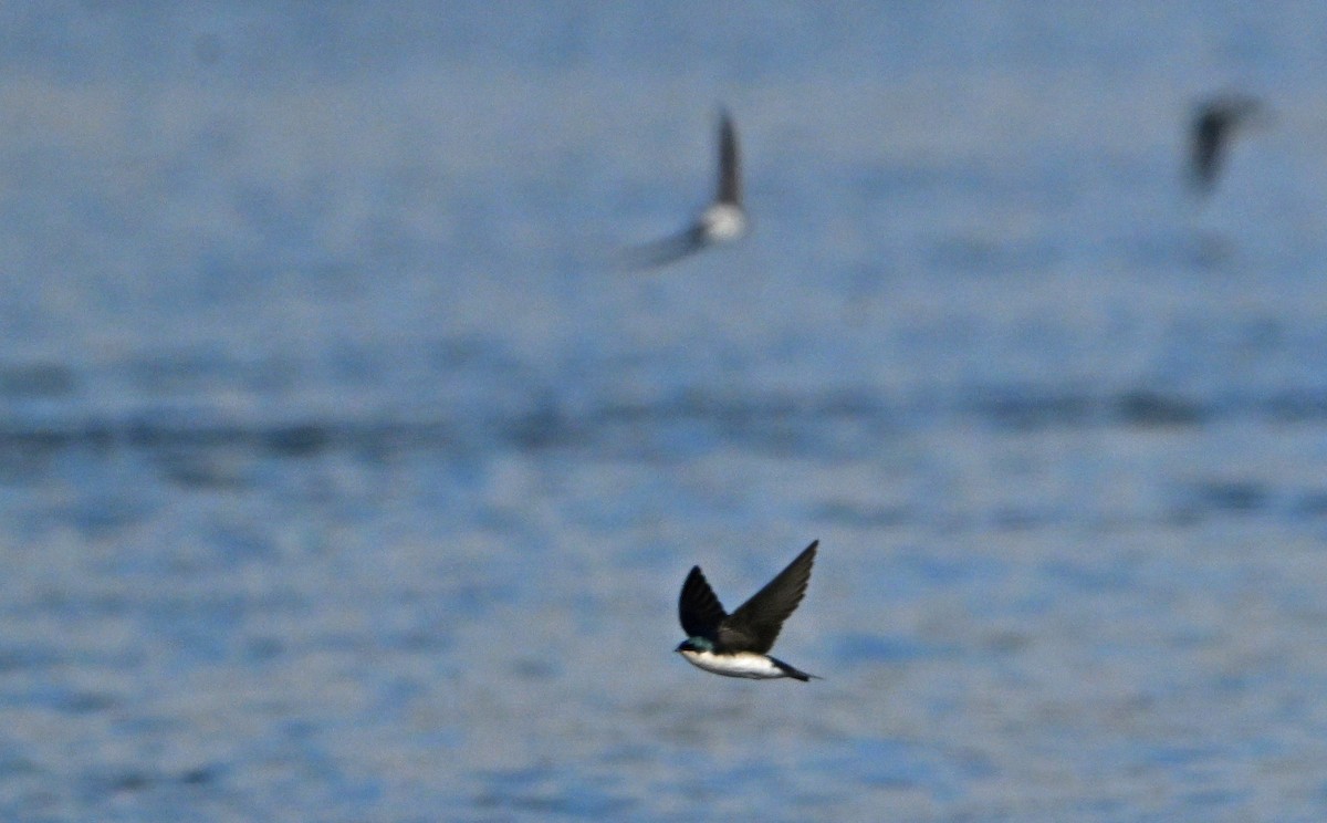 Tree Swallow - ML644676110