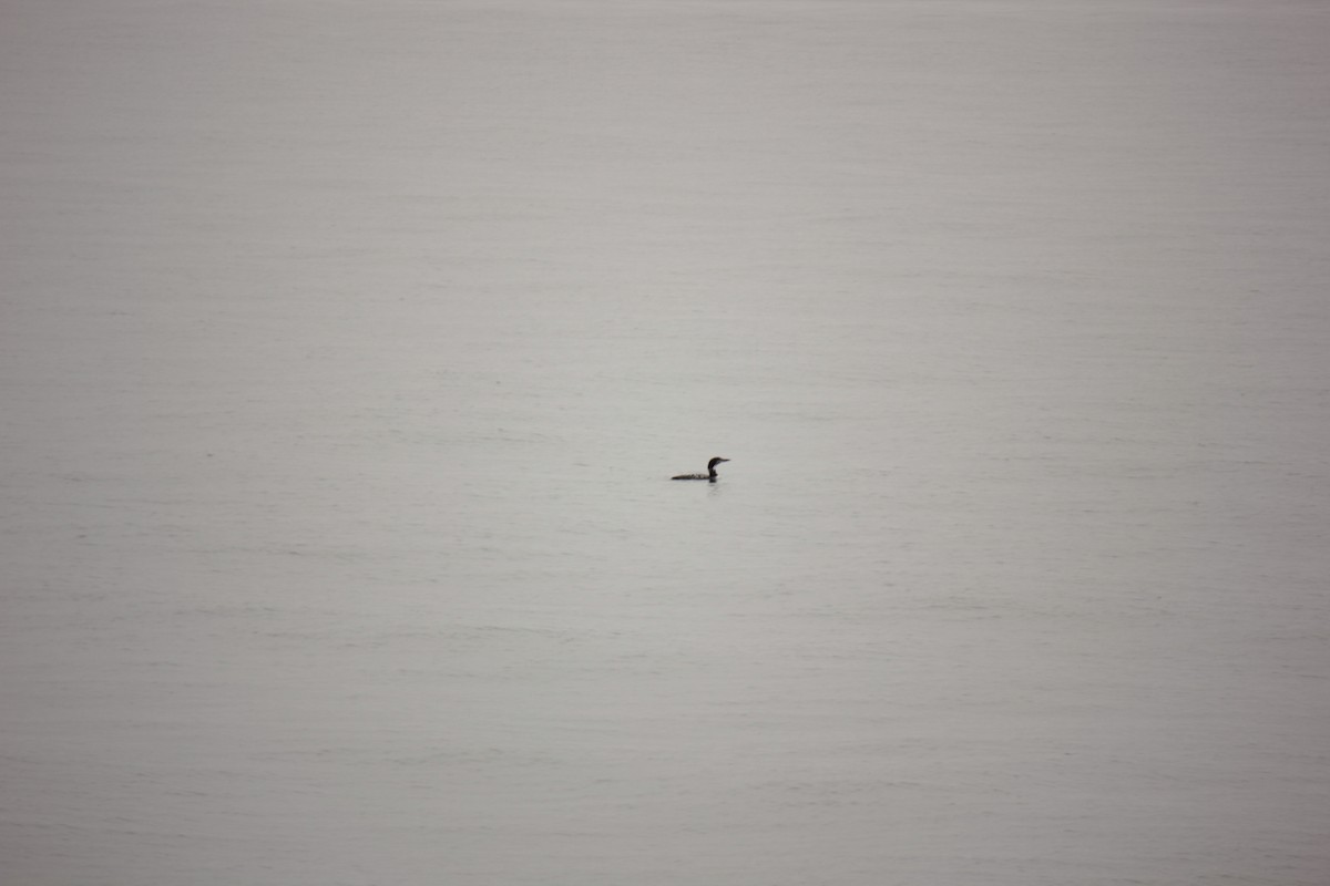 Common Loon - ML644676114