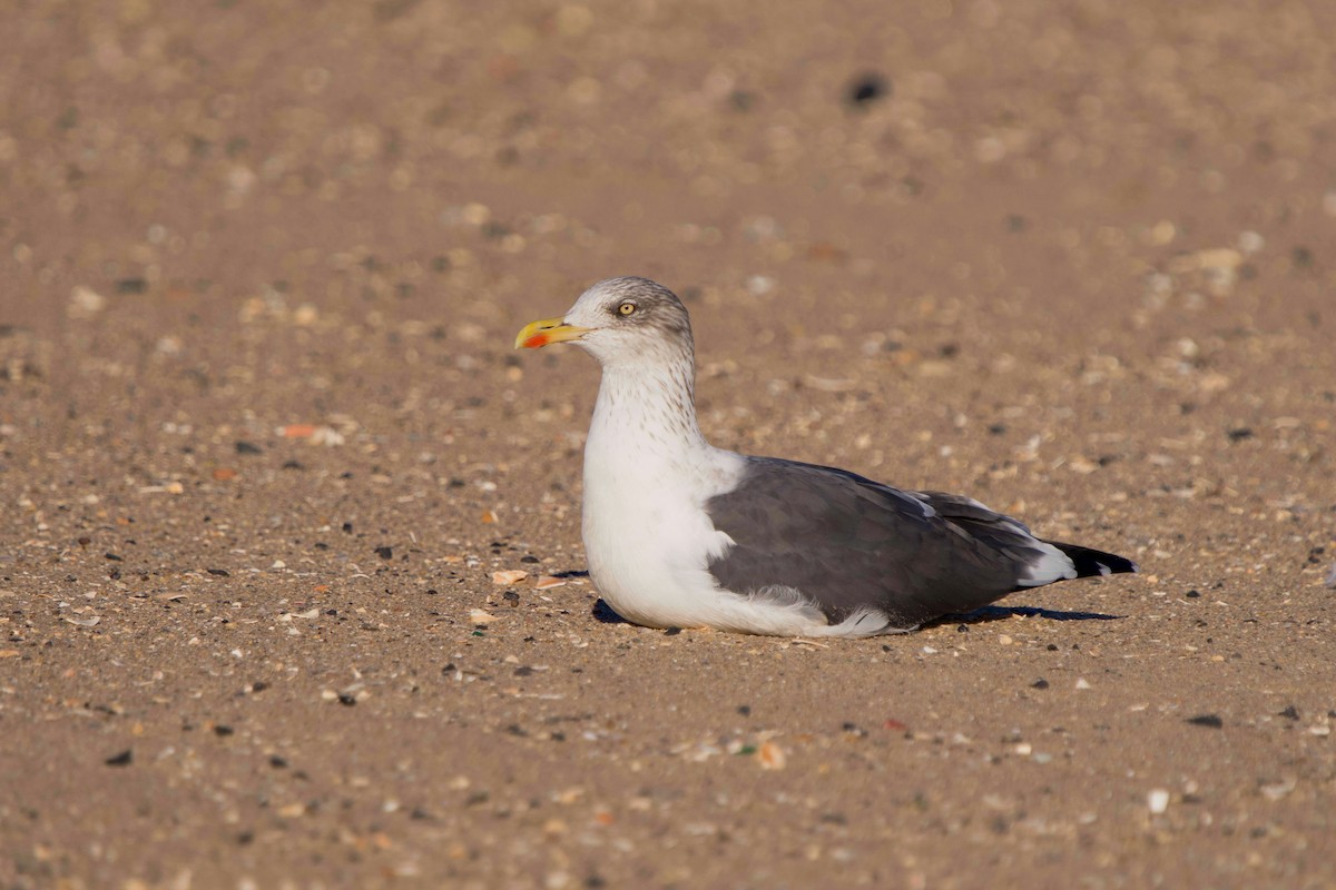 Gaviota Sombría - ML644676115