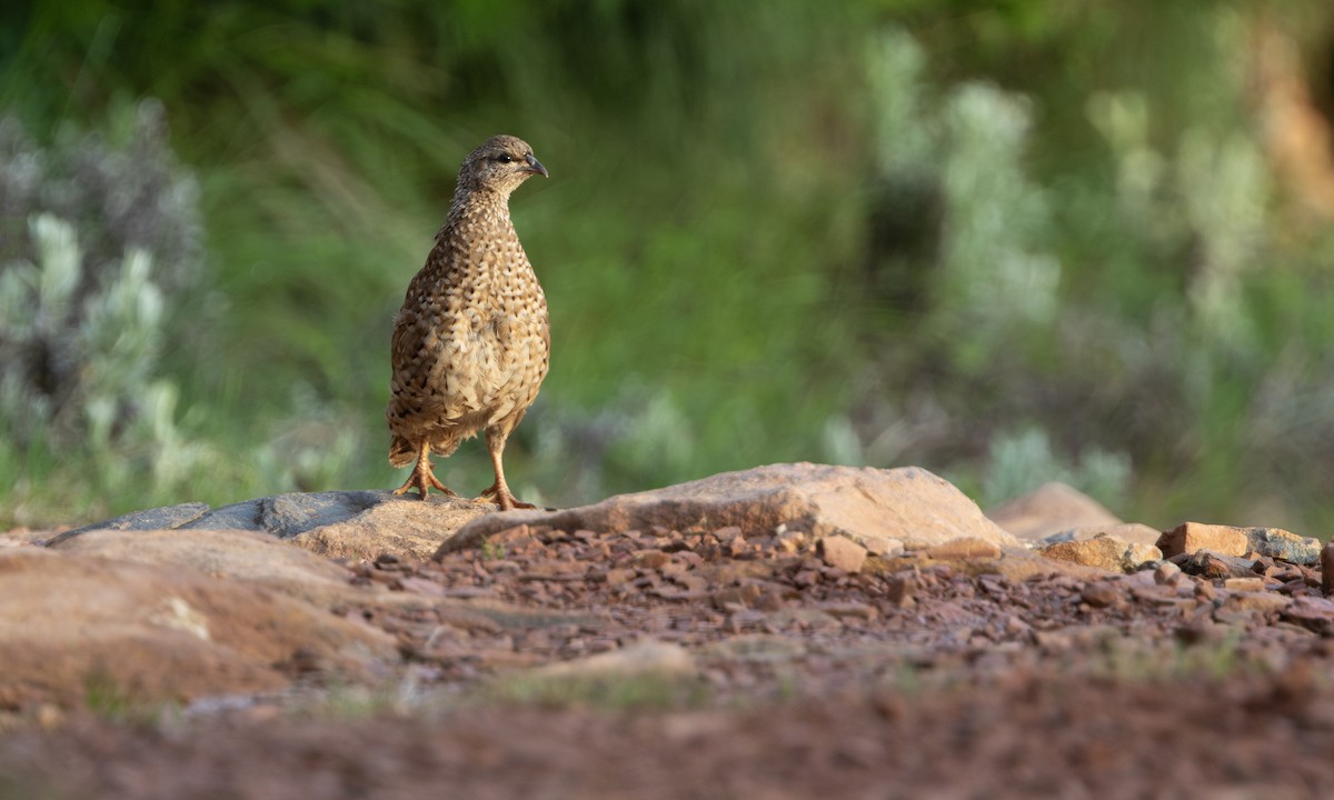 Natal Spurfowl - ML644676116