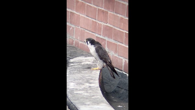 Peregrine Falcon - ML644676118