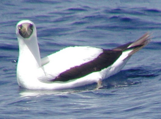 Masked Booby - ML644676119
