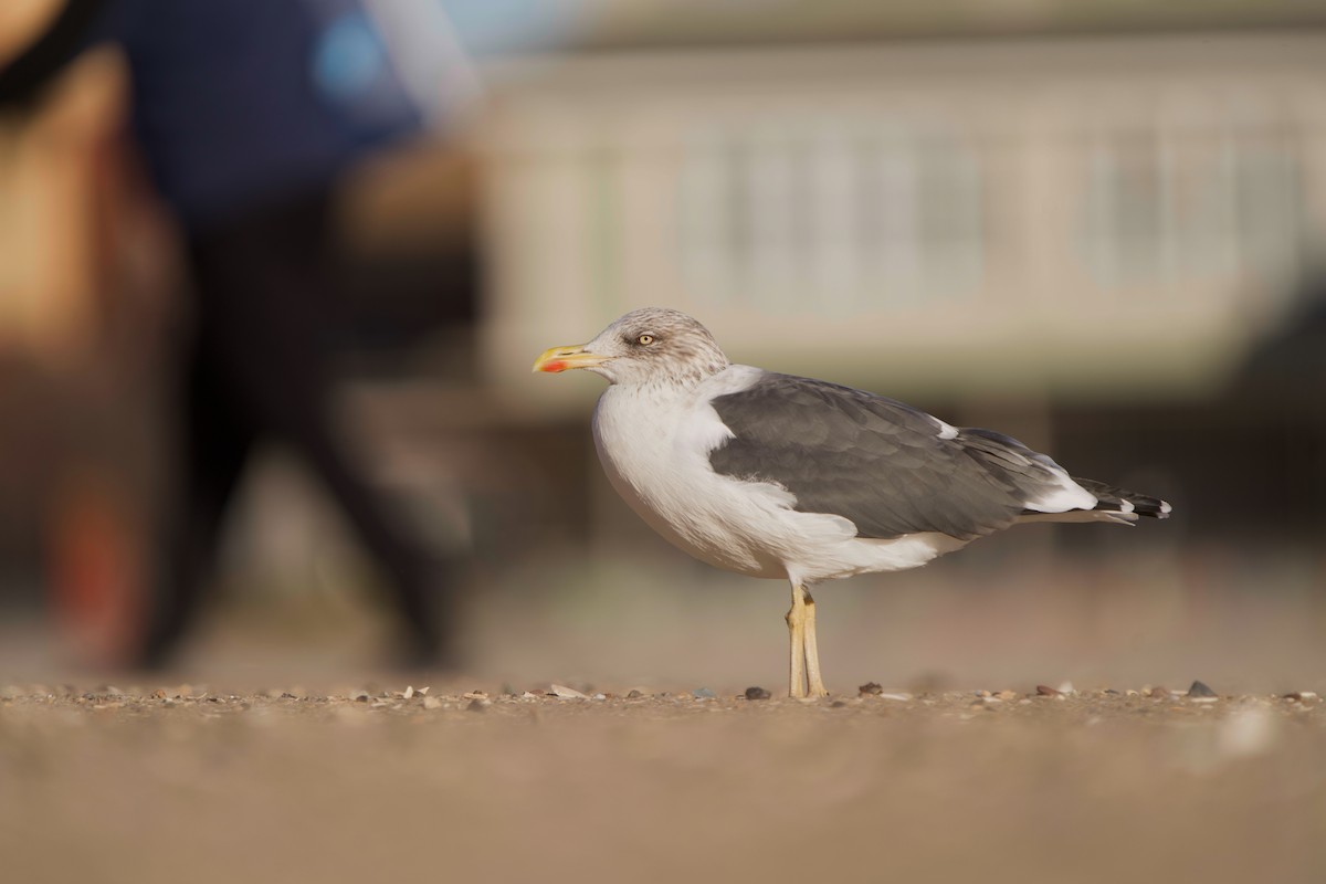 Gaviota Sombría - ML644676120