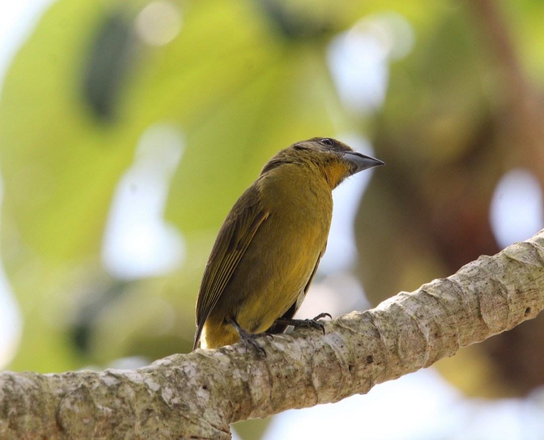 Hepatic Tanager - ML644676121