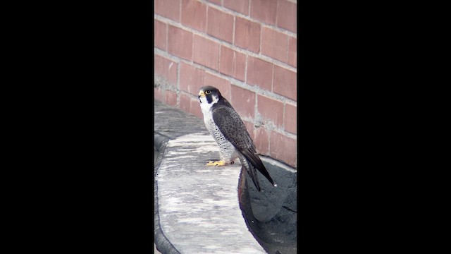 Halcón Peregrino - ML644676123