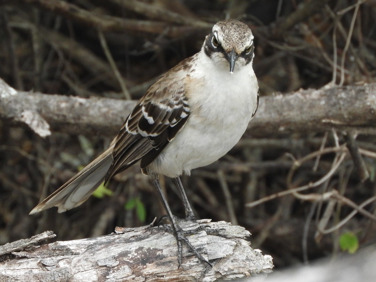 Galapagos Mockingbird - ML644676124