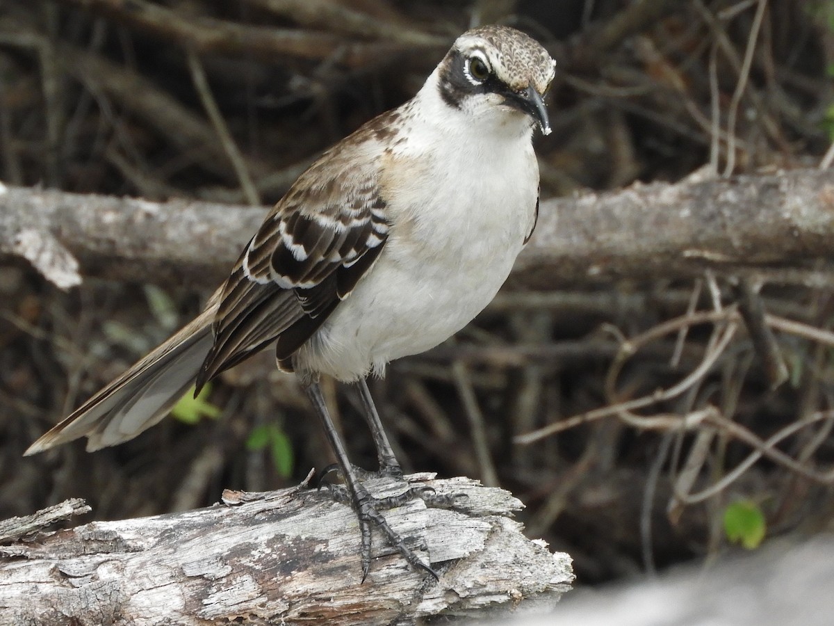 Galapagos Mockingbird - ML644676125