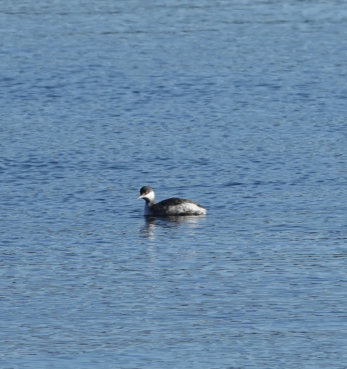 Horned Grebe - ML644676131