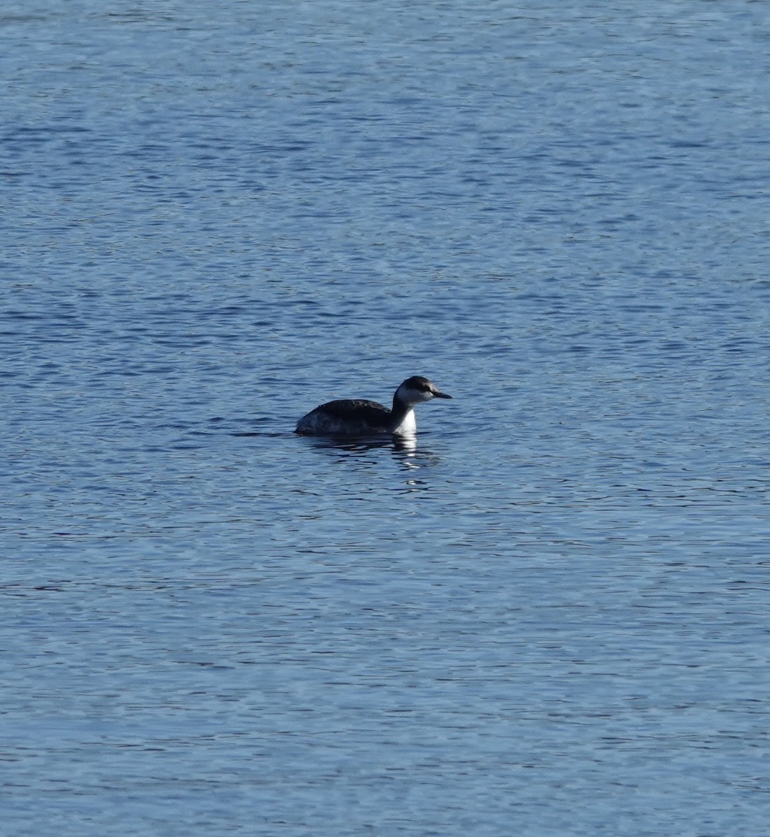 Horned Grebe - ML644676132
