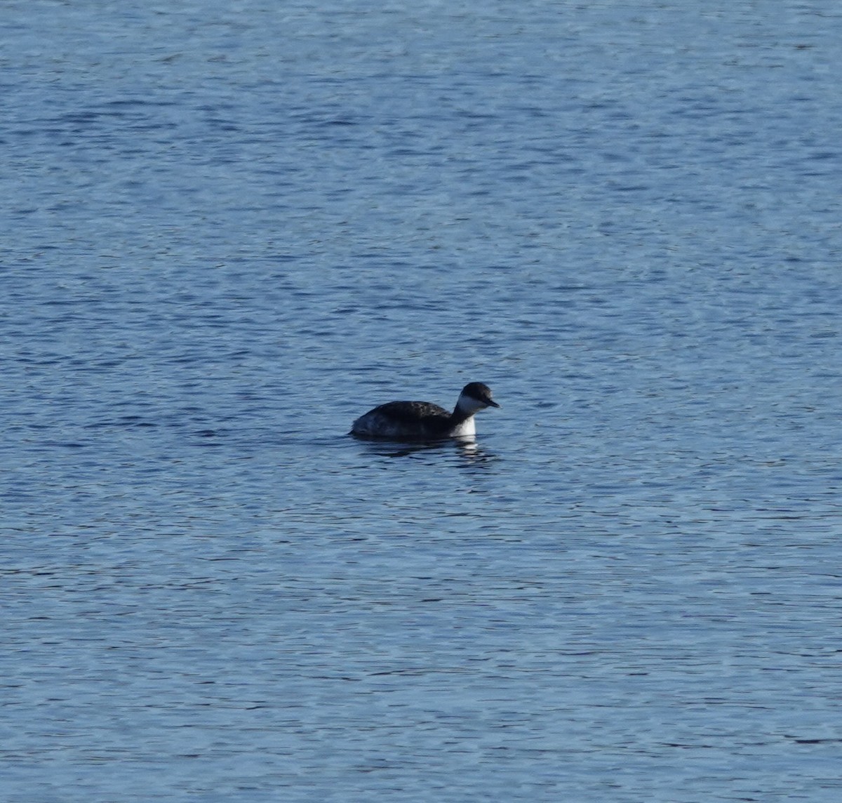 Horned Grebe - ML644676133