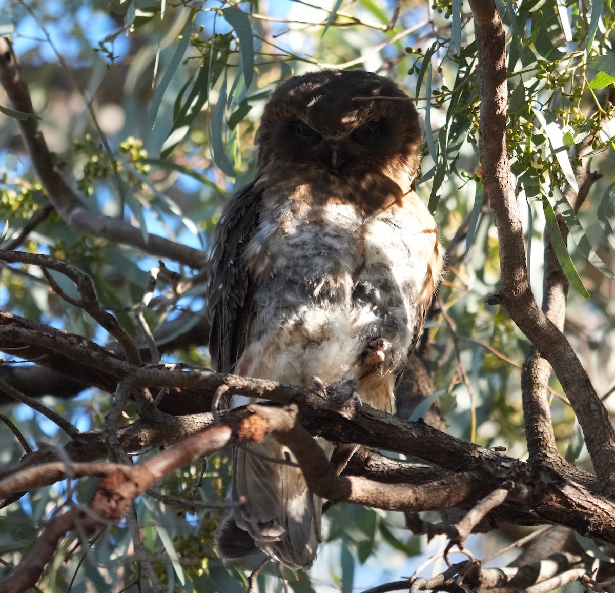 Australian Boobook - ML644676135