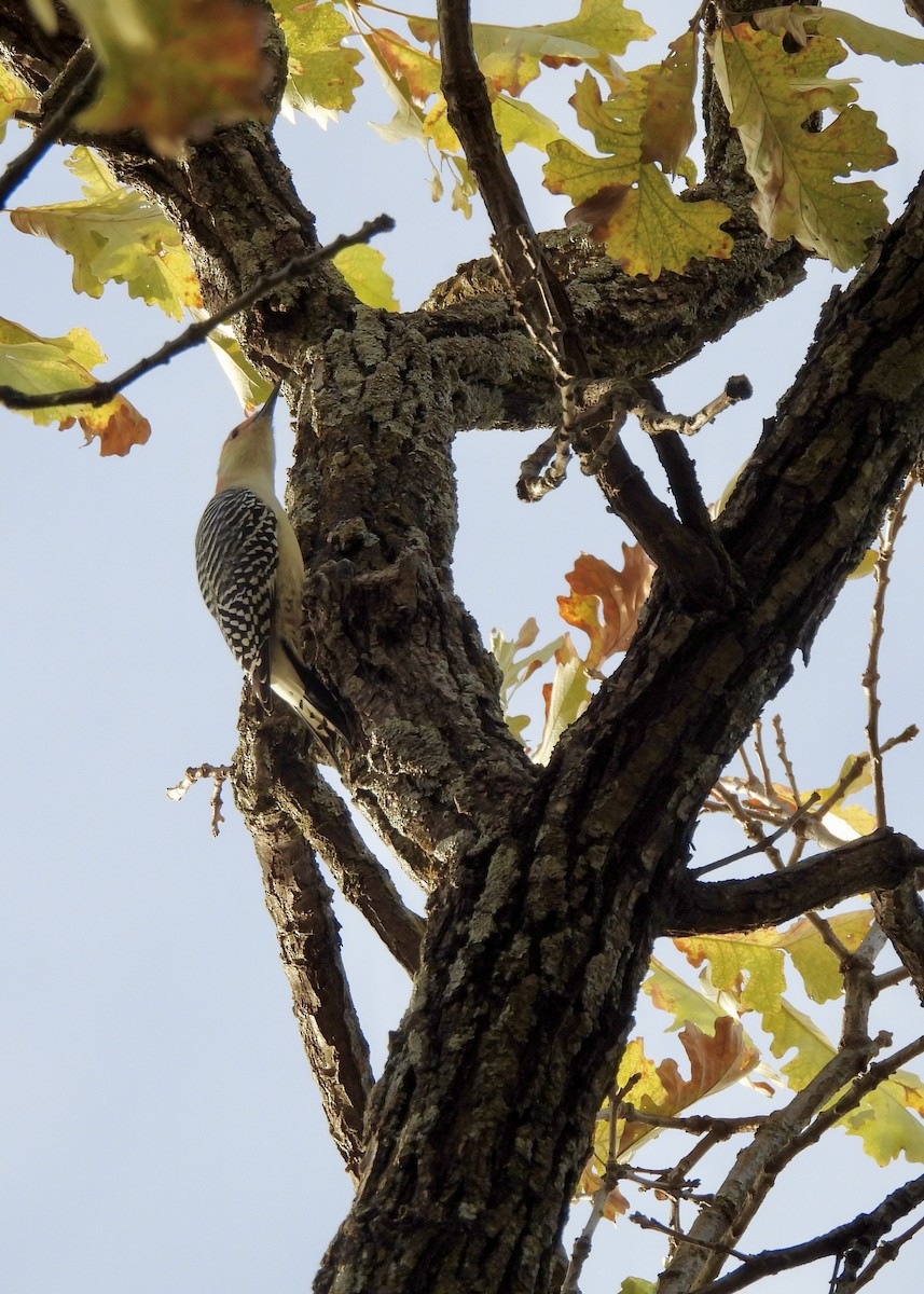 Red-bellied Woodpecker - ML644676136