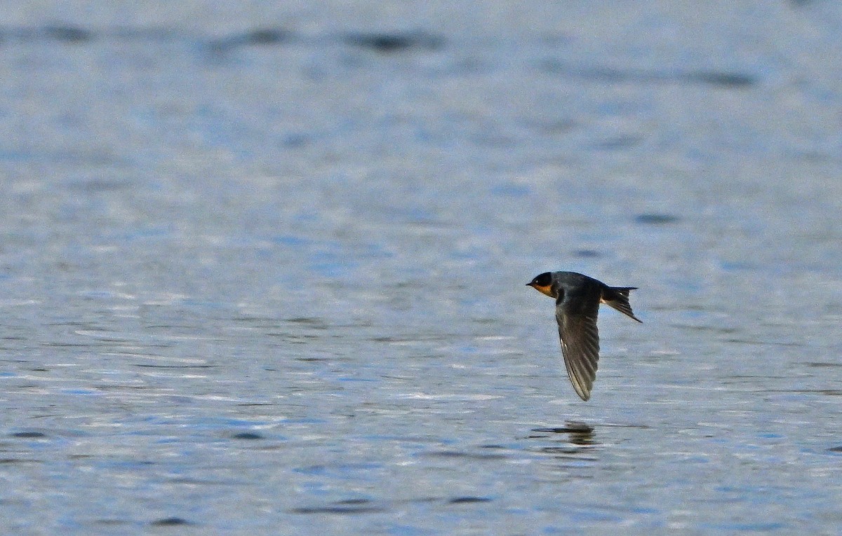 Barn Swallow - ML644676139
