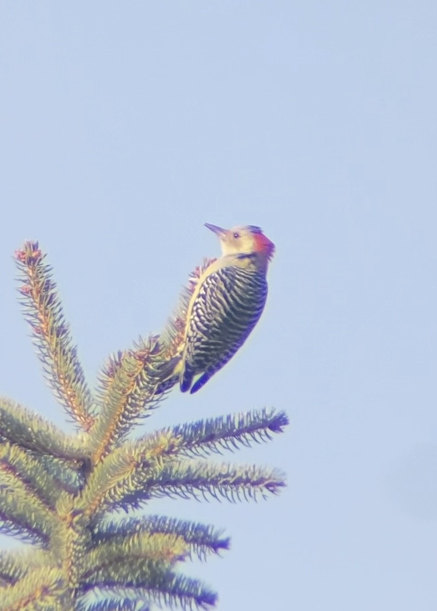 Red-bellied Woodpecker - ML644676142