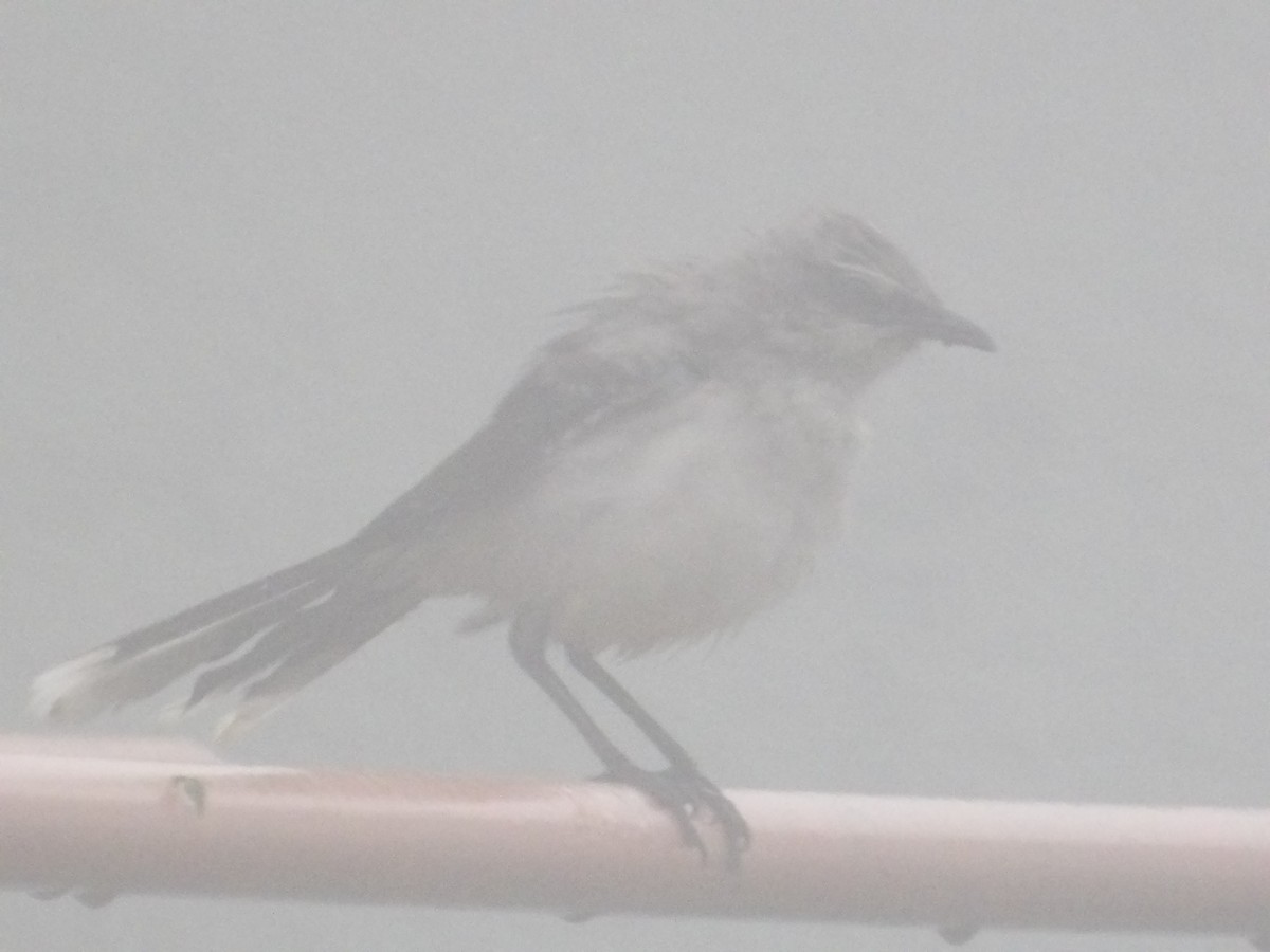 Tropikal Taklitçi [gilvus grubu] - ML644676143