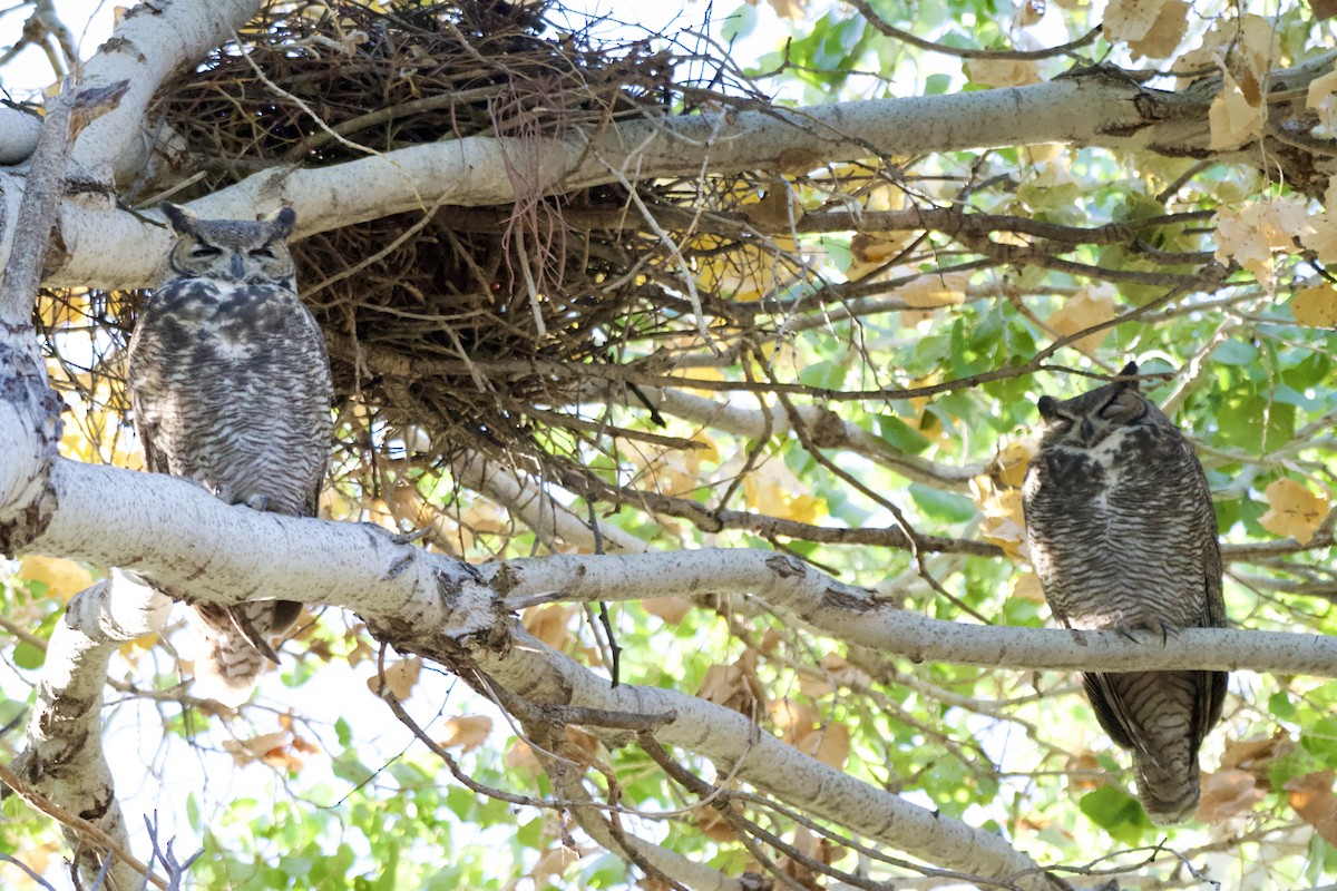 Great Horned Owl - ML644676144