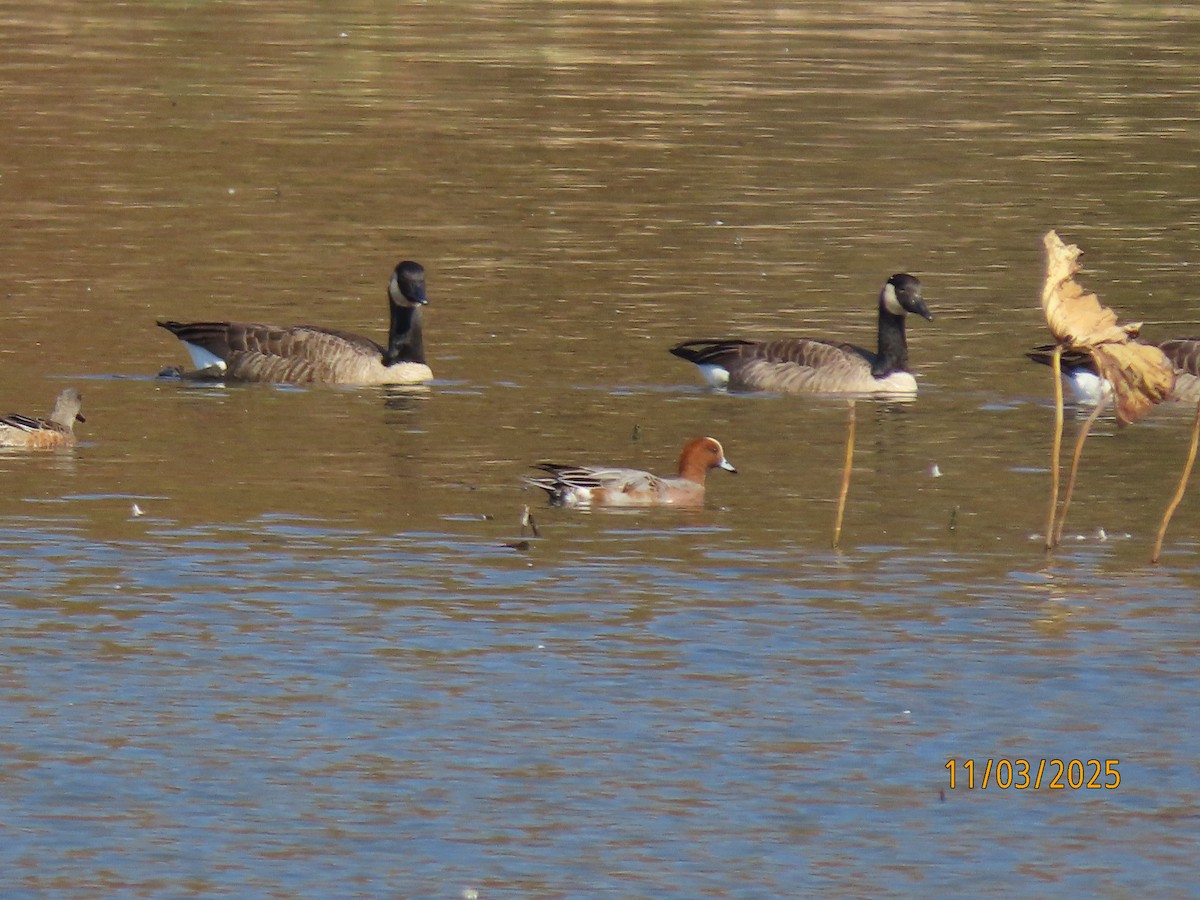 Eurasian Wigeon - ML644676145