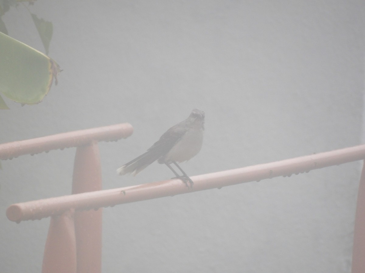 Tropikal Taklitçi [gilvus grubu] - ML644676146