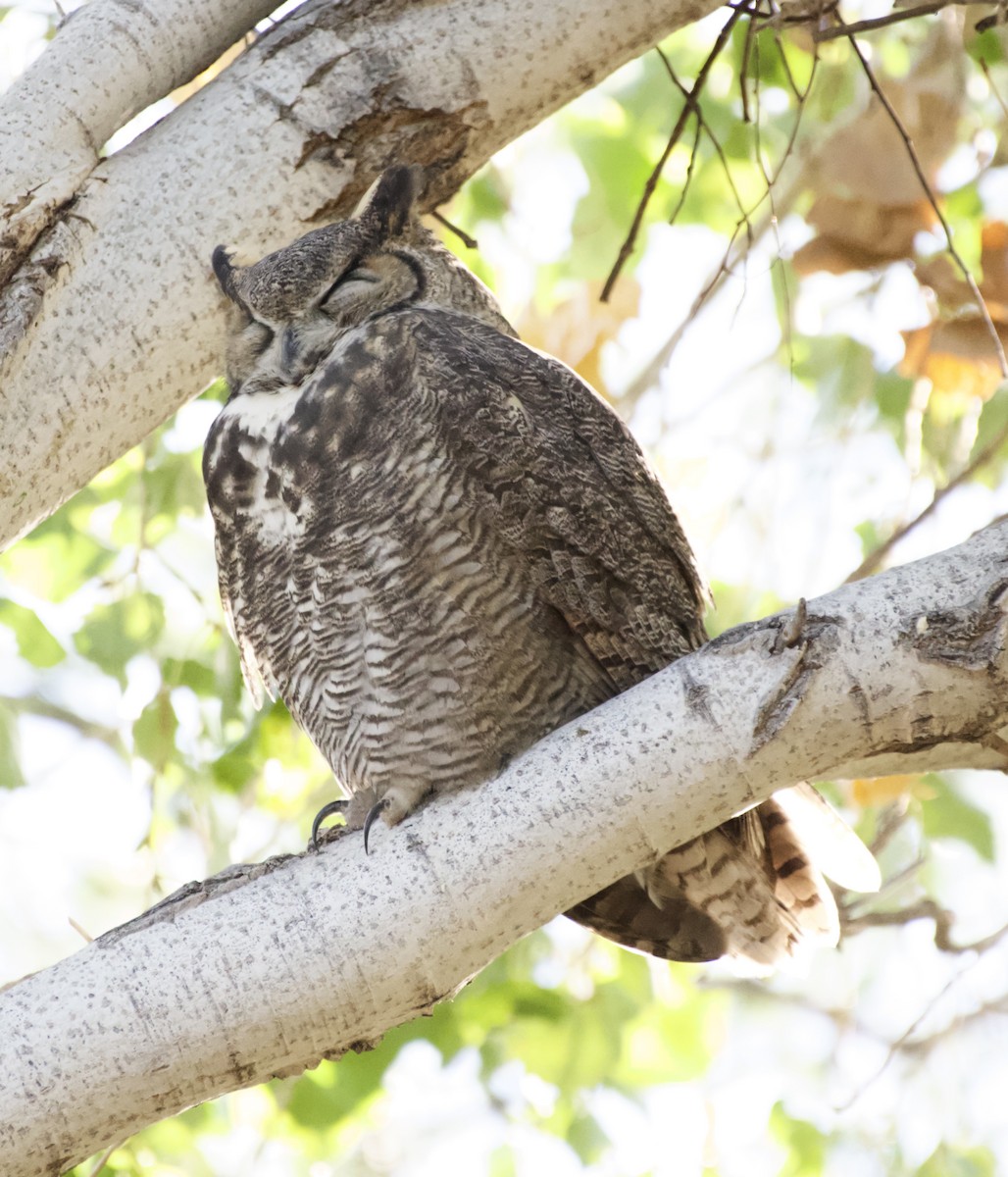 Great Horned Owl - ML644676149