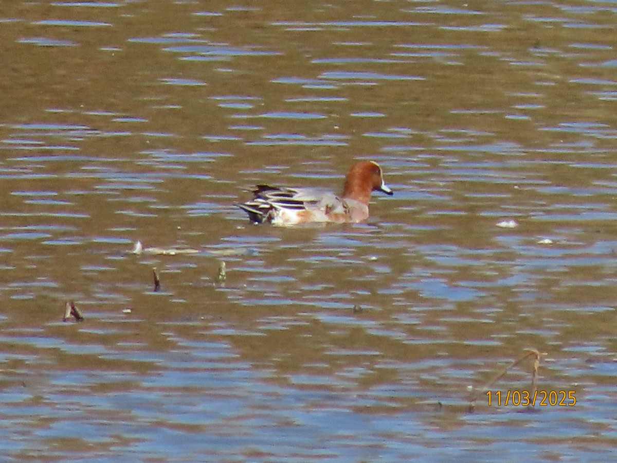 Eurasian Wigeon - ML644676156