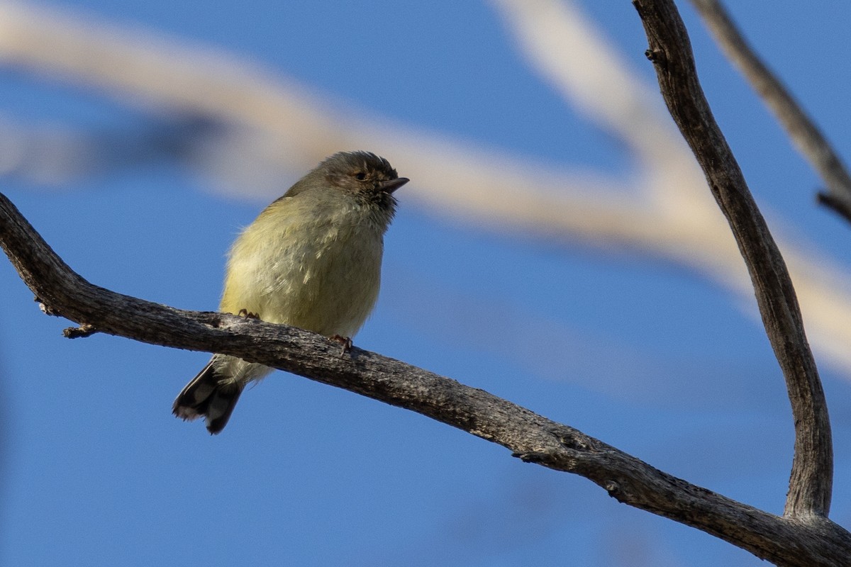 stumpnebb - ML644676160