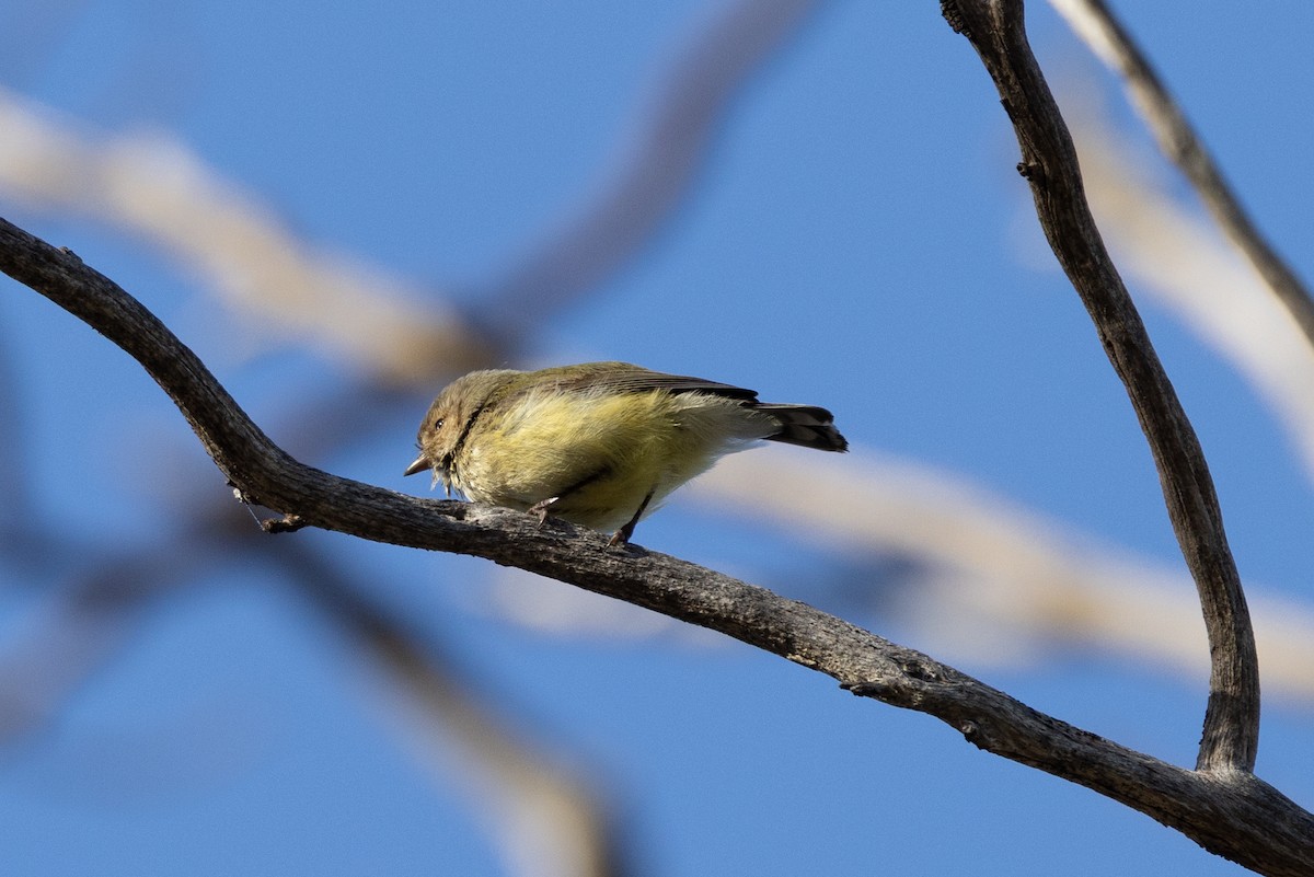 stumpnebb - ML644676161