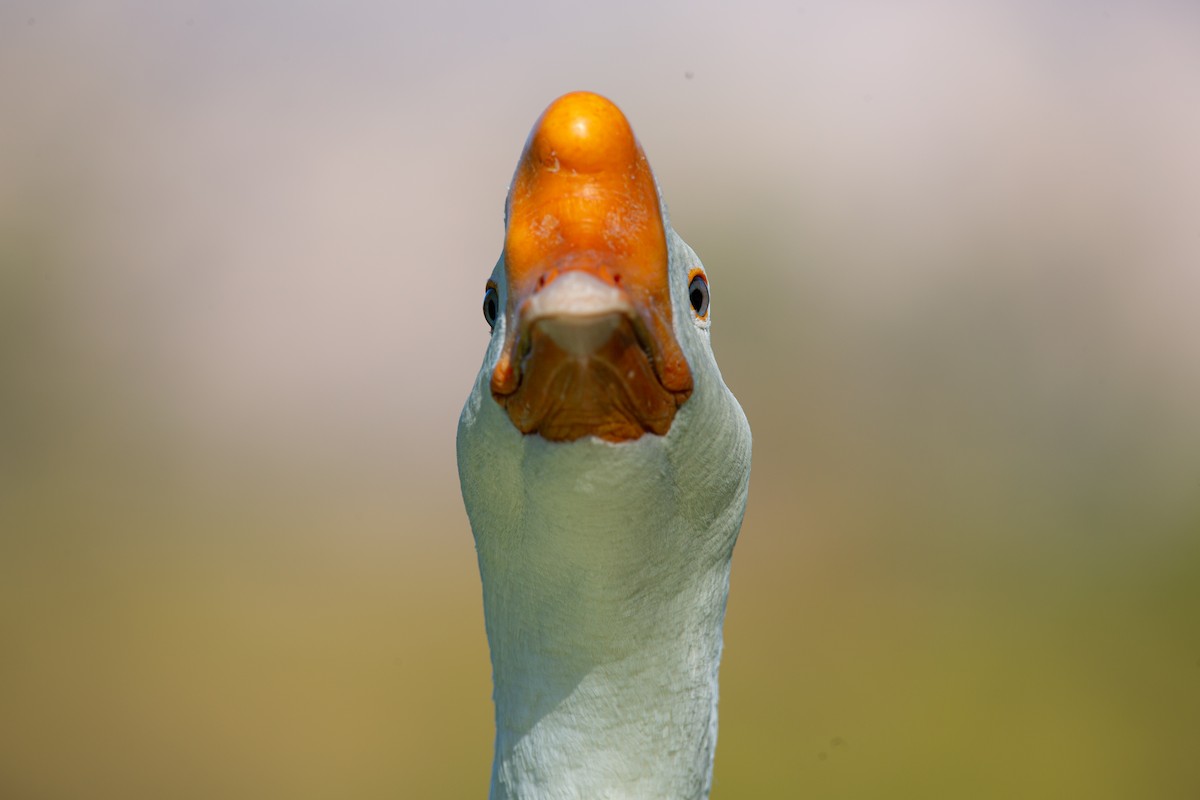 Domestic goose sp. (Domestic type) - ML644676165