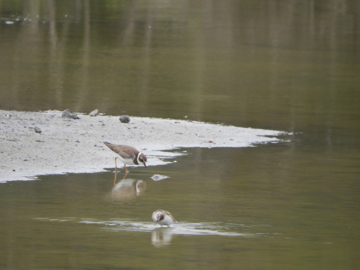 Semipalmated Plover - ML644676166