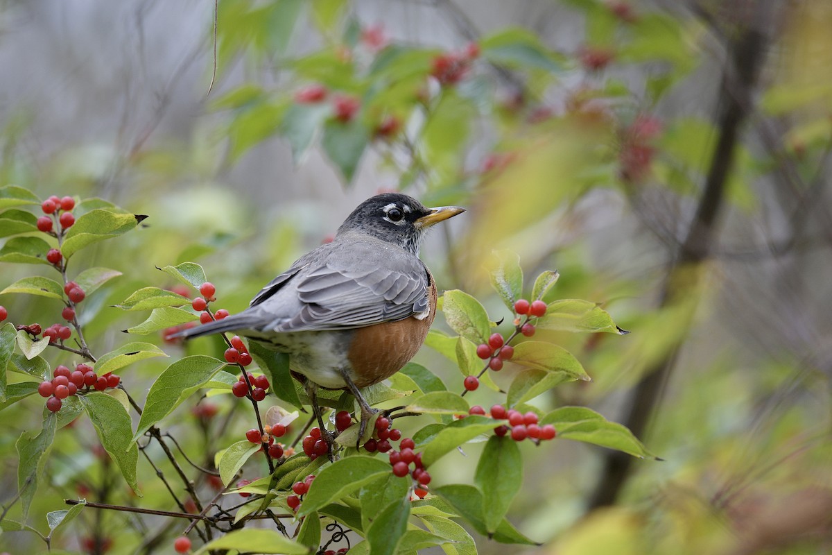 American Robin - ML644676167
