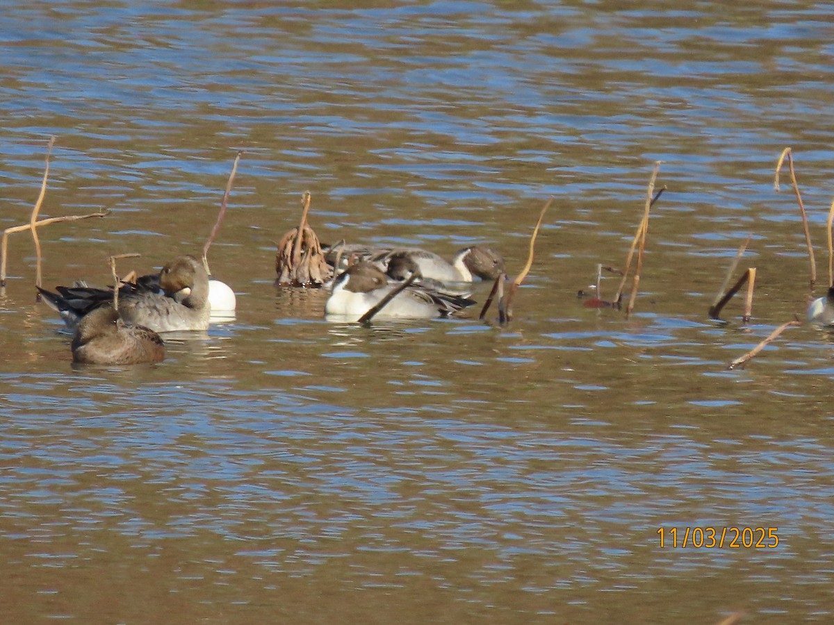 Northern Pintail - ML644676169