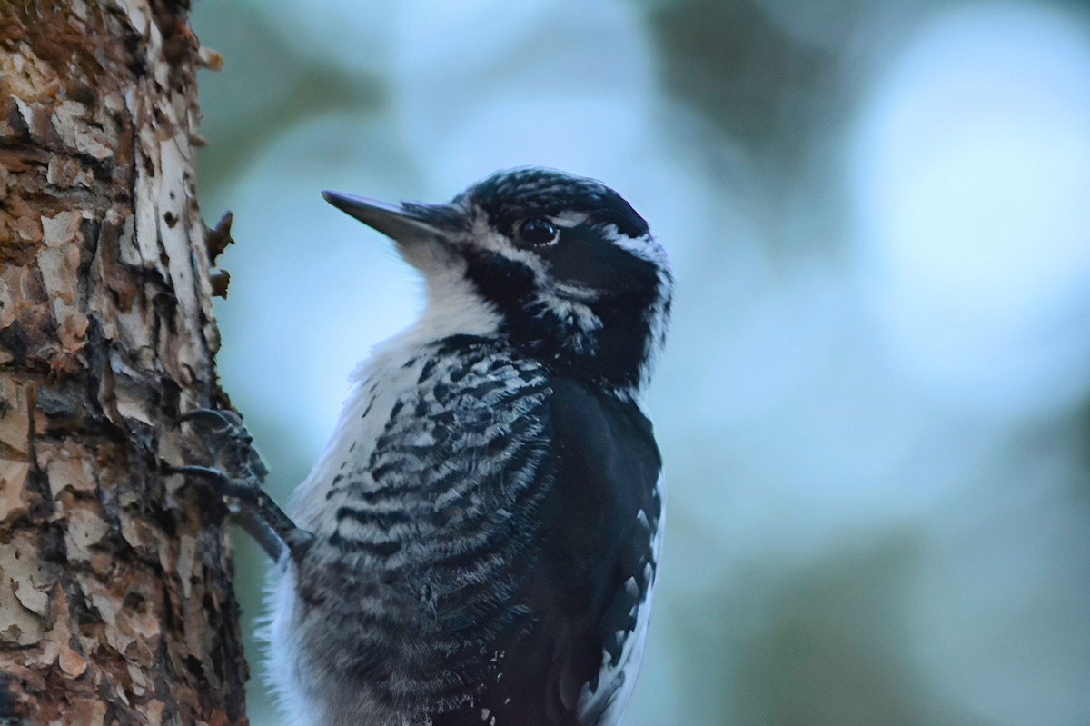 American Three-toed Woodpecker - ML644676170