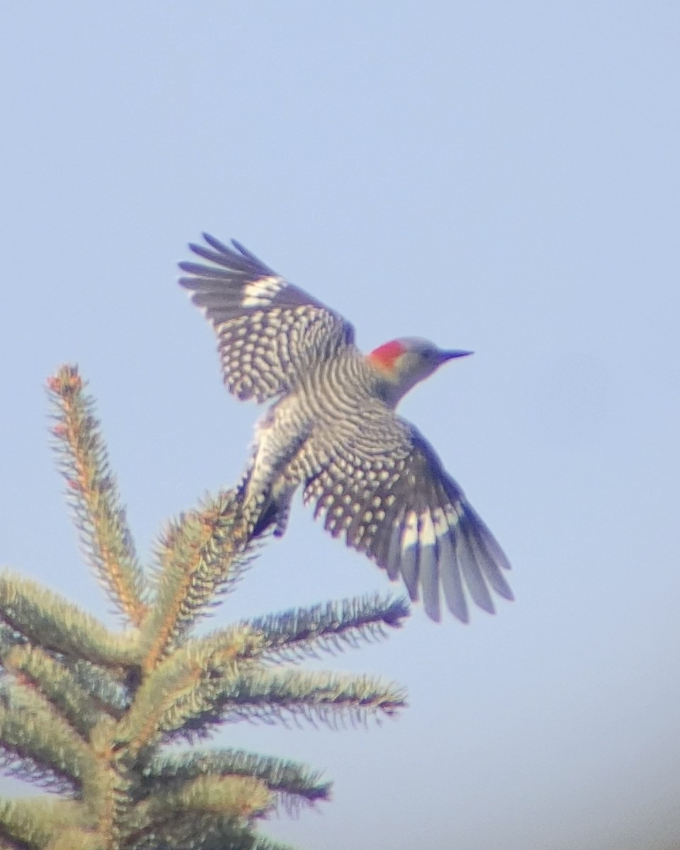 Red-bellied Woodpecker - ML644676172