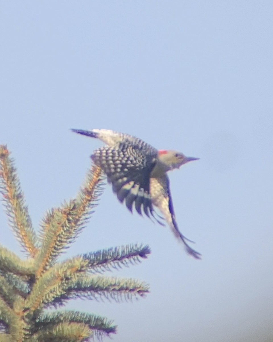 Red-bellied Woodpecker - ML644676175