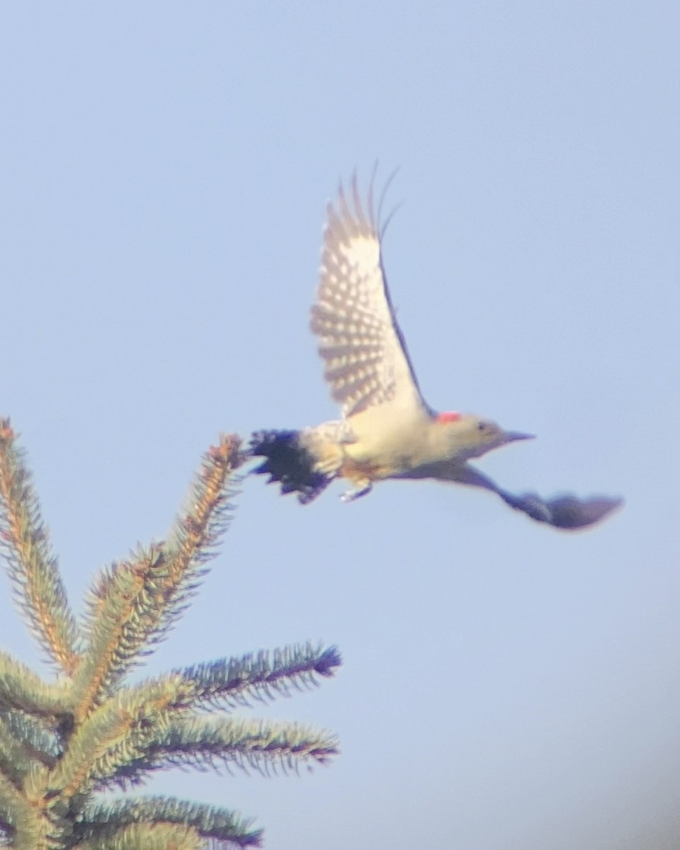 Red-bellied Woodpecker - ML644676177