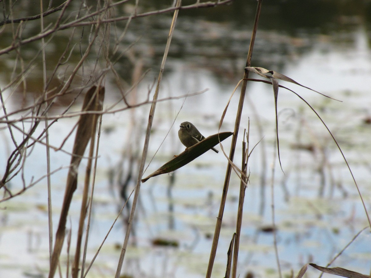 Ruby-crowned Kinglet - ML644676180