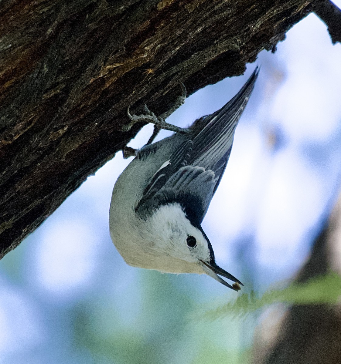 White-breasted Nuthatch (Interior West) - ML644676182