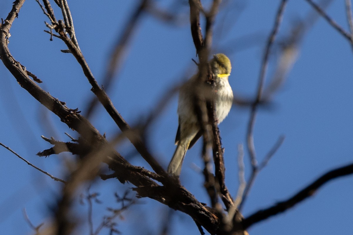 Méliphage orné - ML644676188