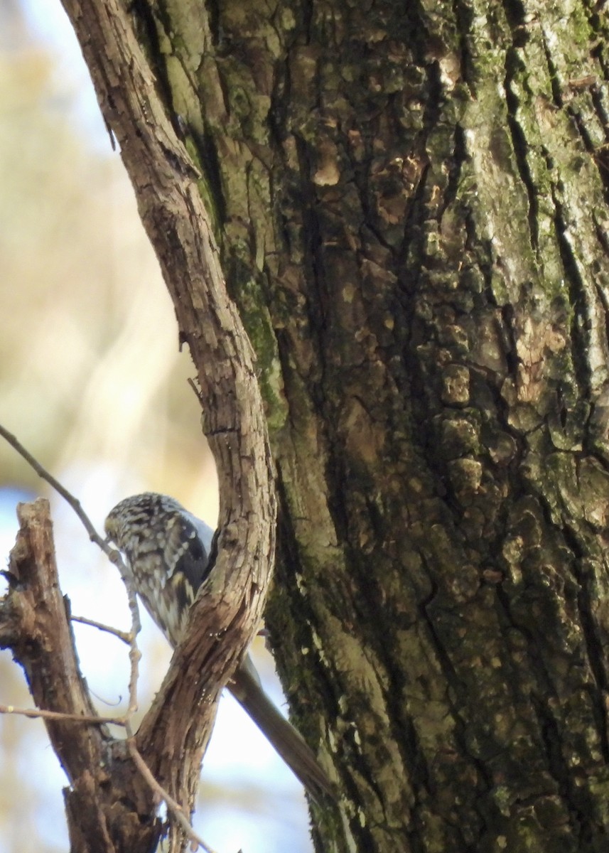 Brown Creeper - ML644676197