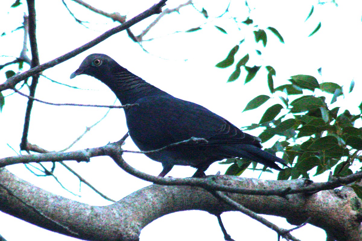 White-crowned Pigeon - ML644676212
